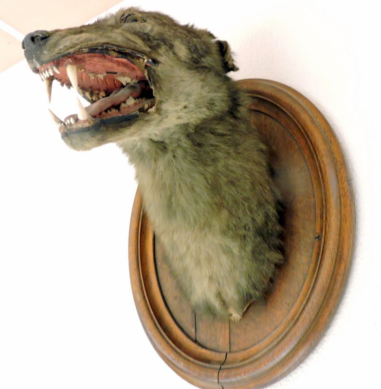 Tête de loup naturalisée fixée sur un socle en chêne ovale, ayant appartenu au Marquis de Beaucaire (Tronçais). Don de Mlle des Villettes (Trevol) 1998.